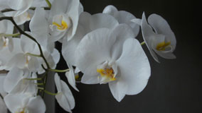  Detailfoto einer echten Orchidee 